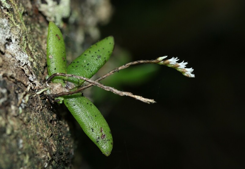 Bolusiella maudiae photo 4