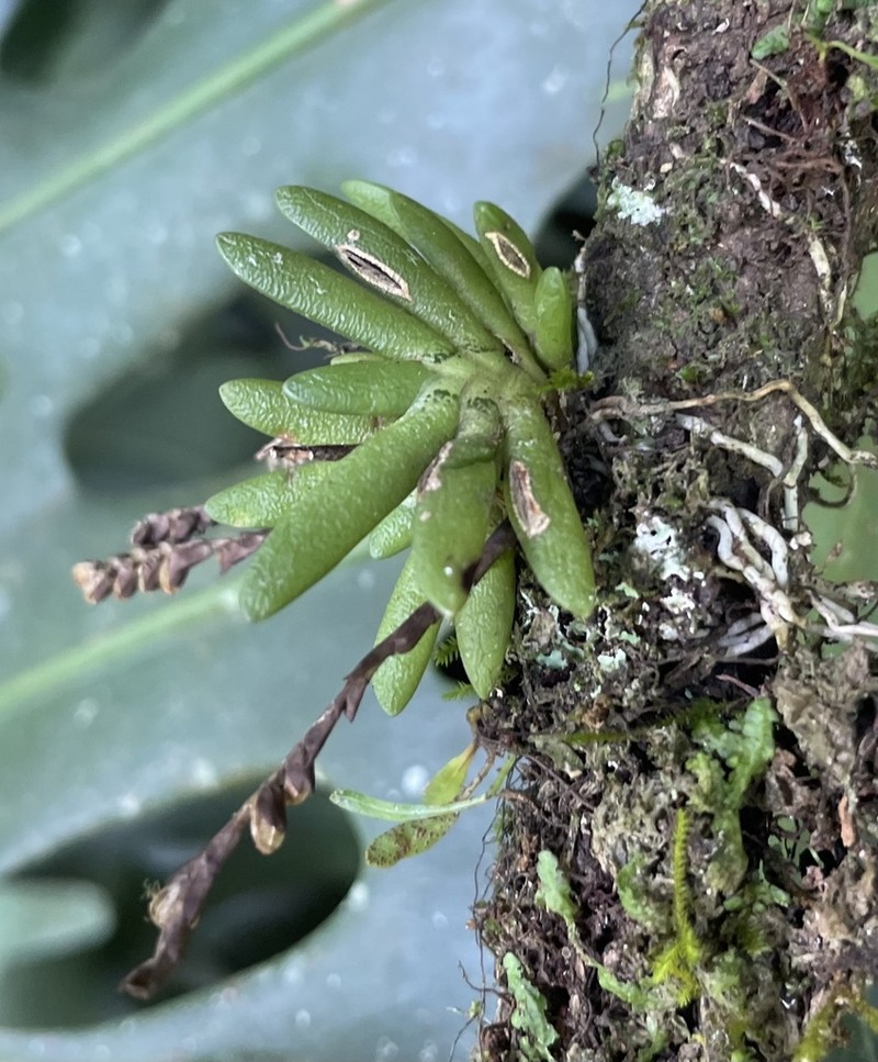 Bolusiella maudiae photo 5