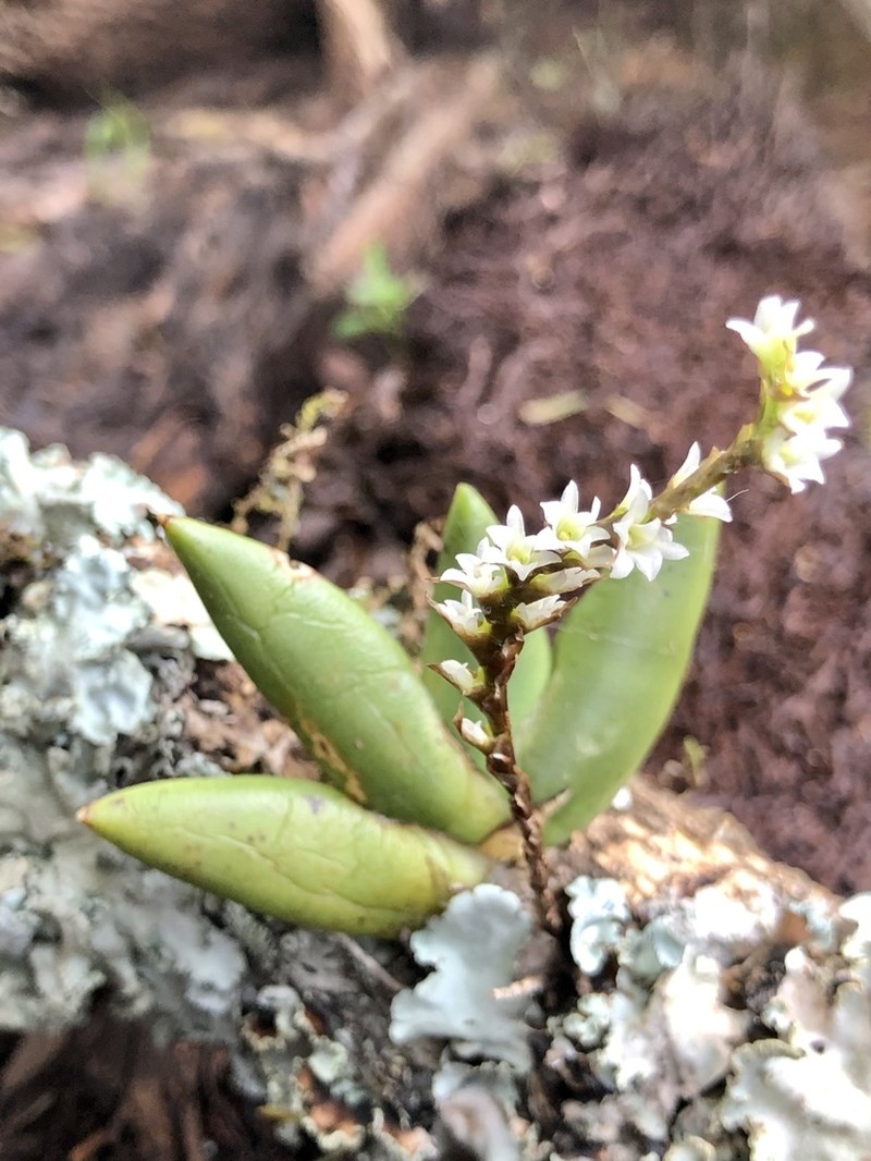Bolusiella maudiae photo 6