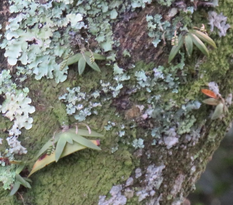 Bolusiella maudiae photo 7