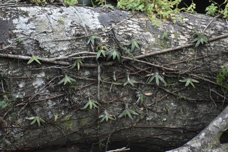 Bolusiella maudiae photo 8