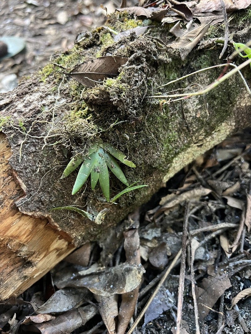 Bolusiella talbotii