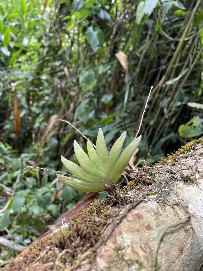 Bolusiella talbotii photo 2