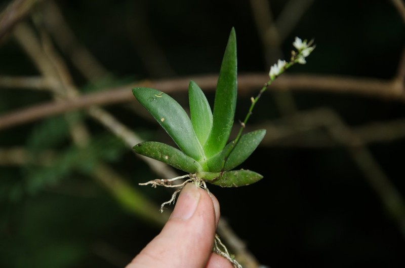 Bolusiella talbotii photo 4