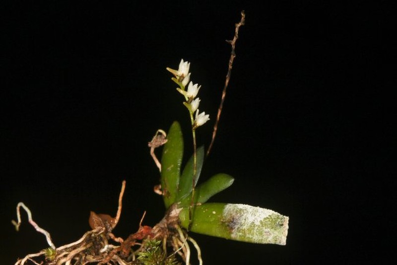 Bolusiella talbotii photo 5