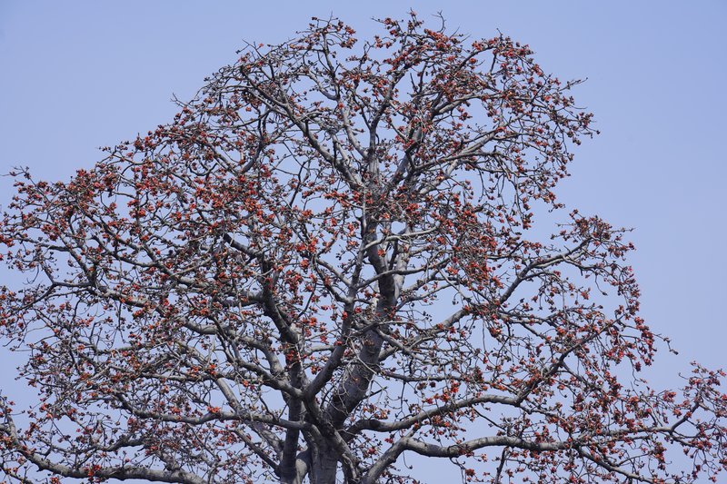 Red Silk Cottontree