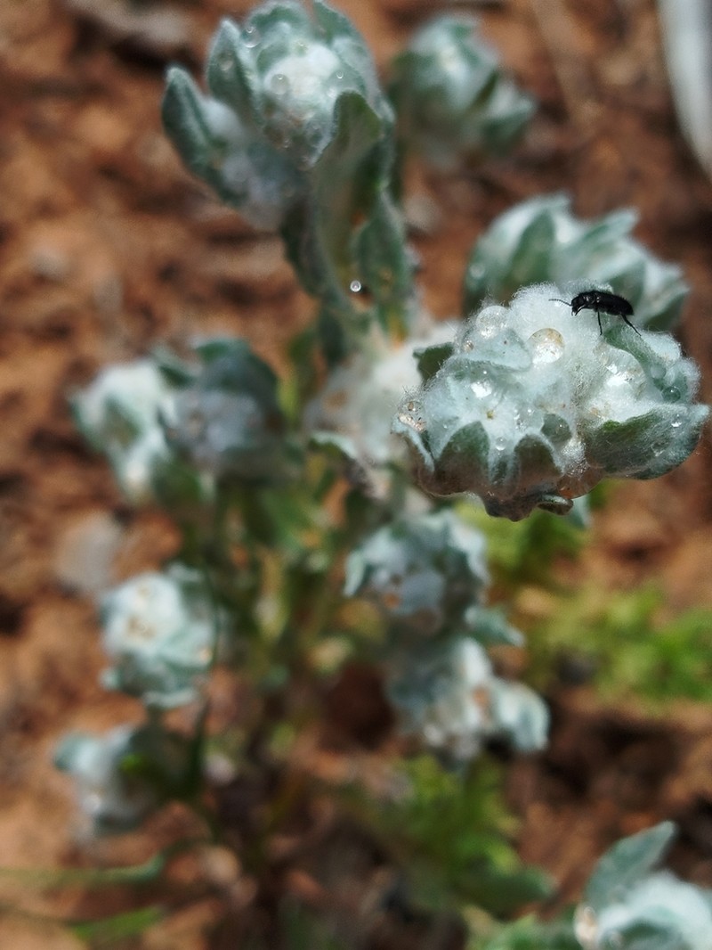 Bombycilaena discolor