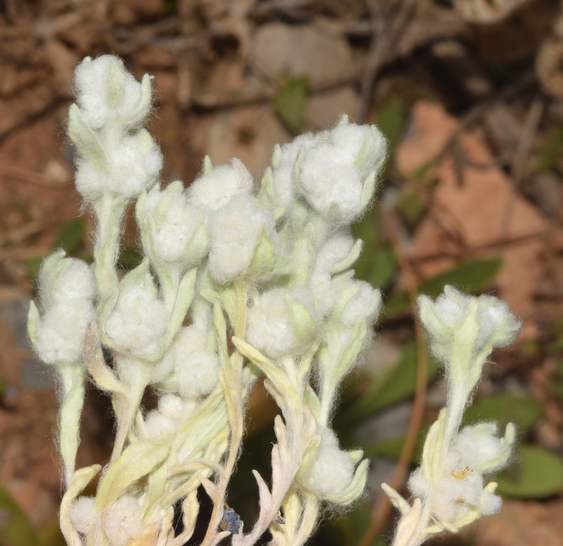 Bombycilaena discolor photo 2