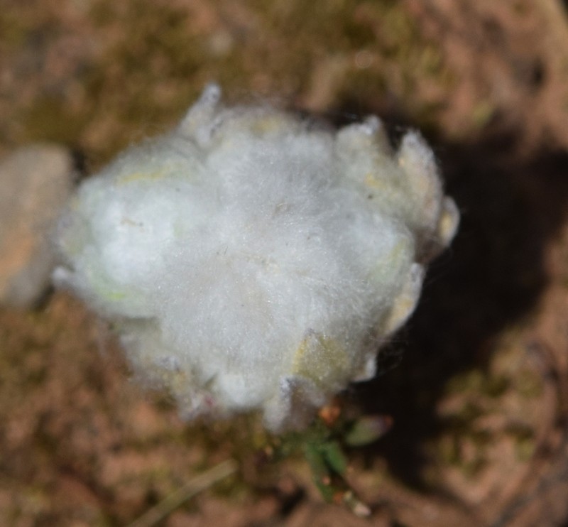 Bombycilaena discolor photo 4