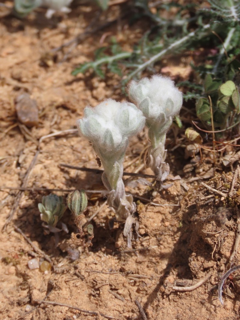 Bombycilaena discolor photo 6