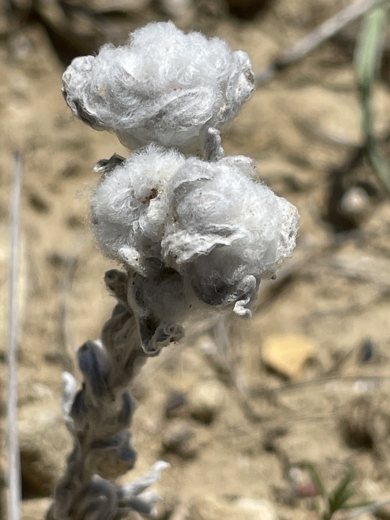Bombycilaena discolor photo 8