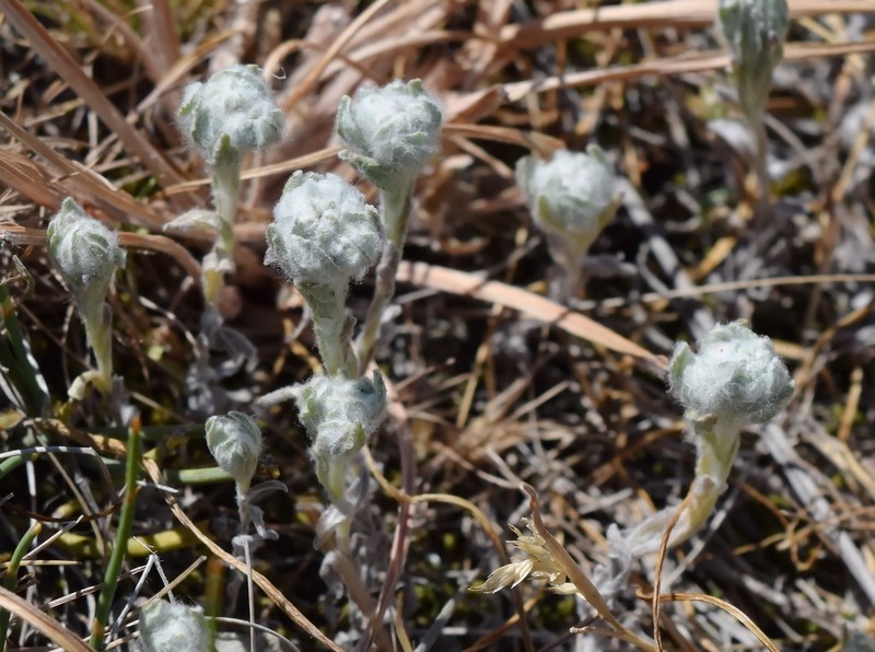 Bombycilaena erecta
