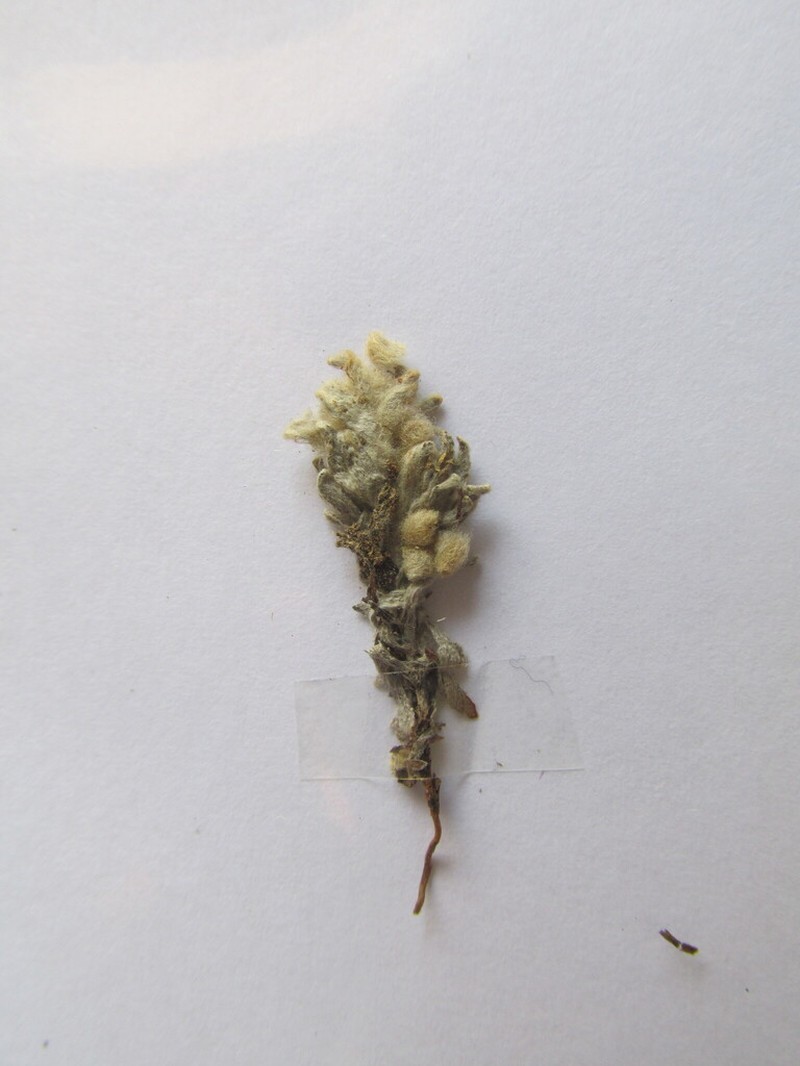 Bombycilaena erecta photo 2