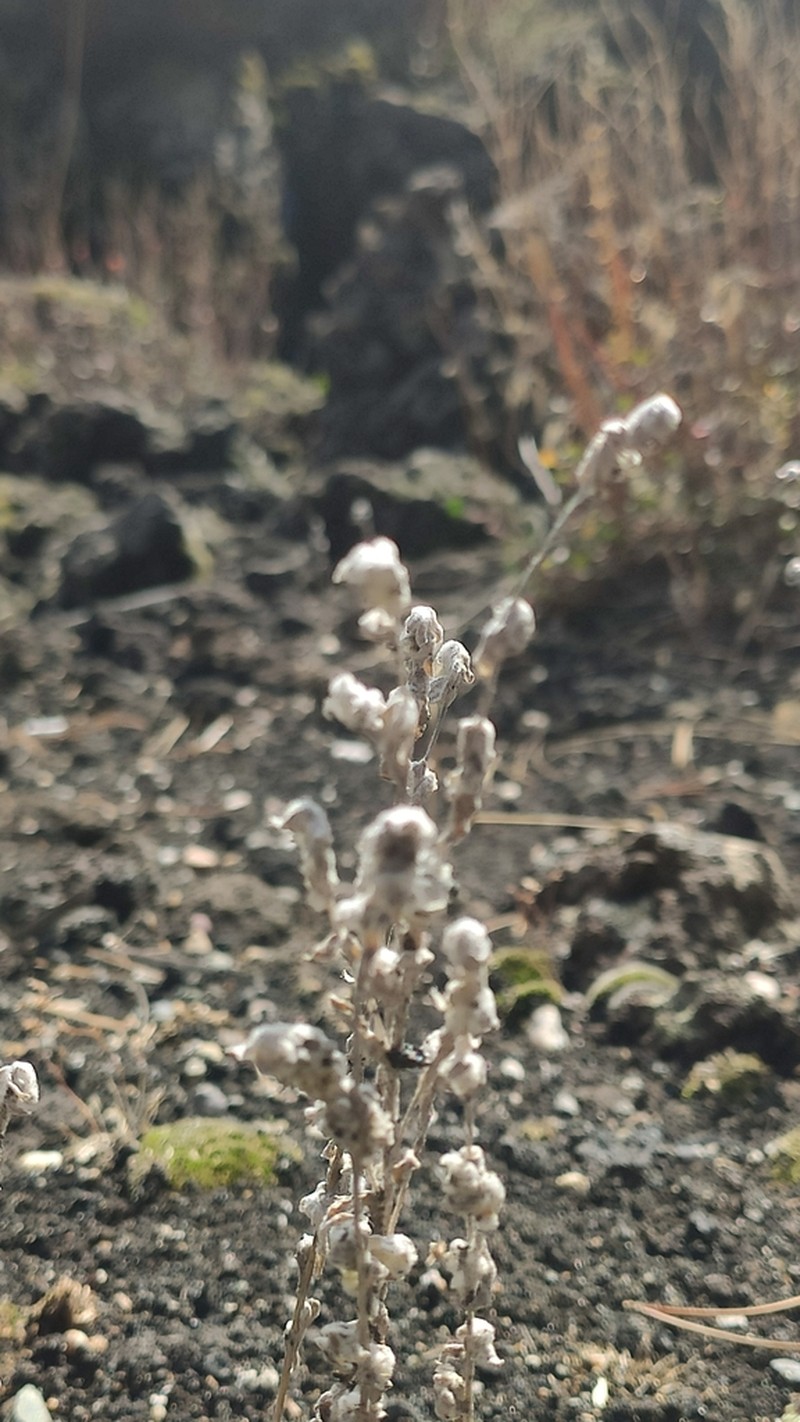 Bombycilaena erecta photo 3