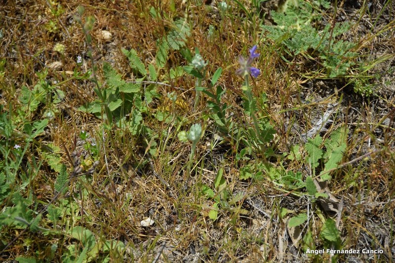 Bombycilaena erecta photo 6