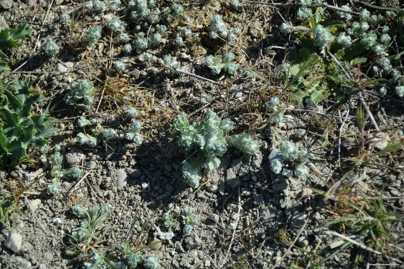 Bombycilaena erecta photo 8