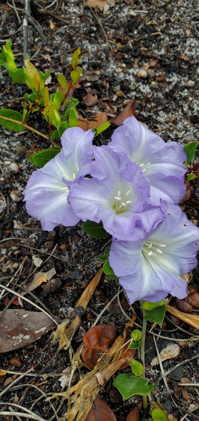 Florida Lady'S Nightcap photo 2