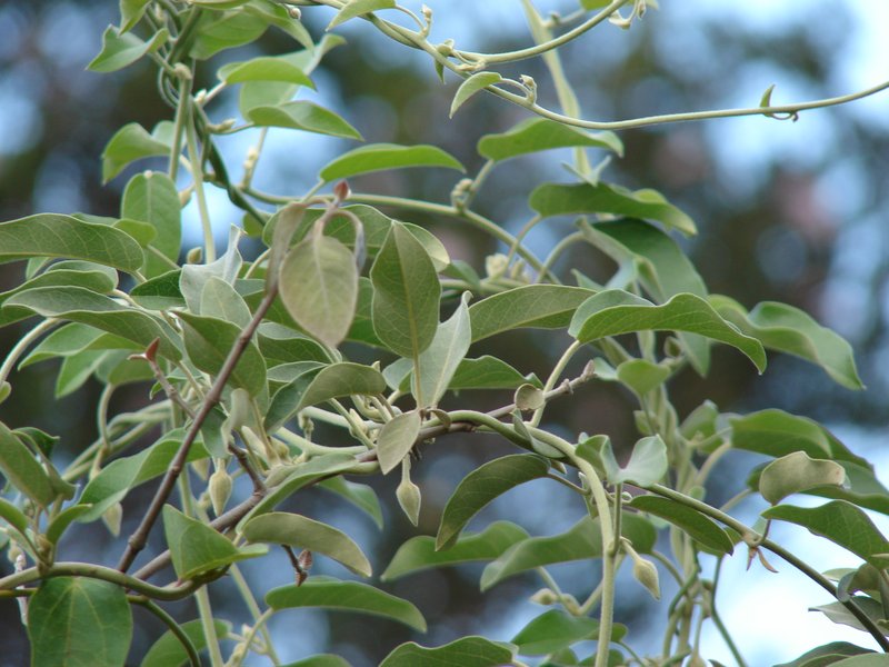 Hawai'I Lady's Nightcap