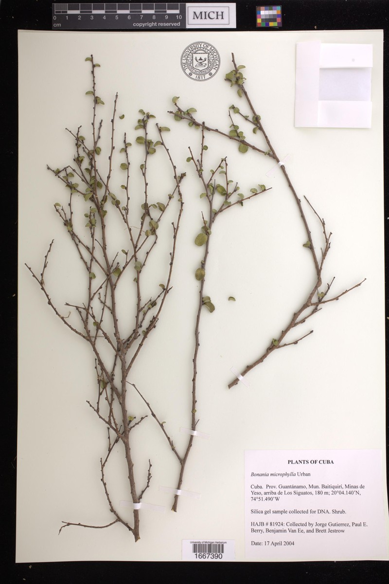 Bonania cubana subsp. microphylla