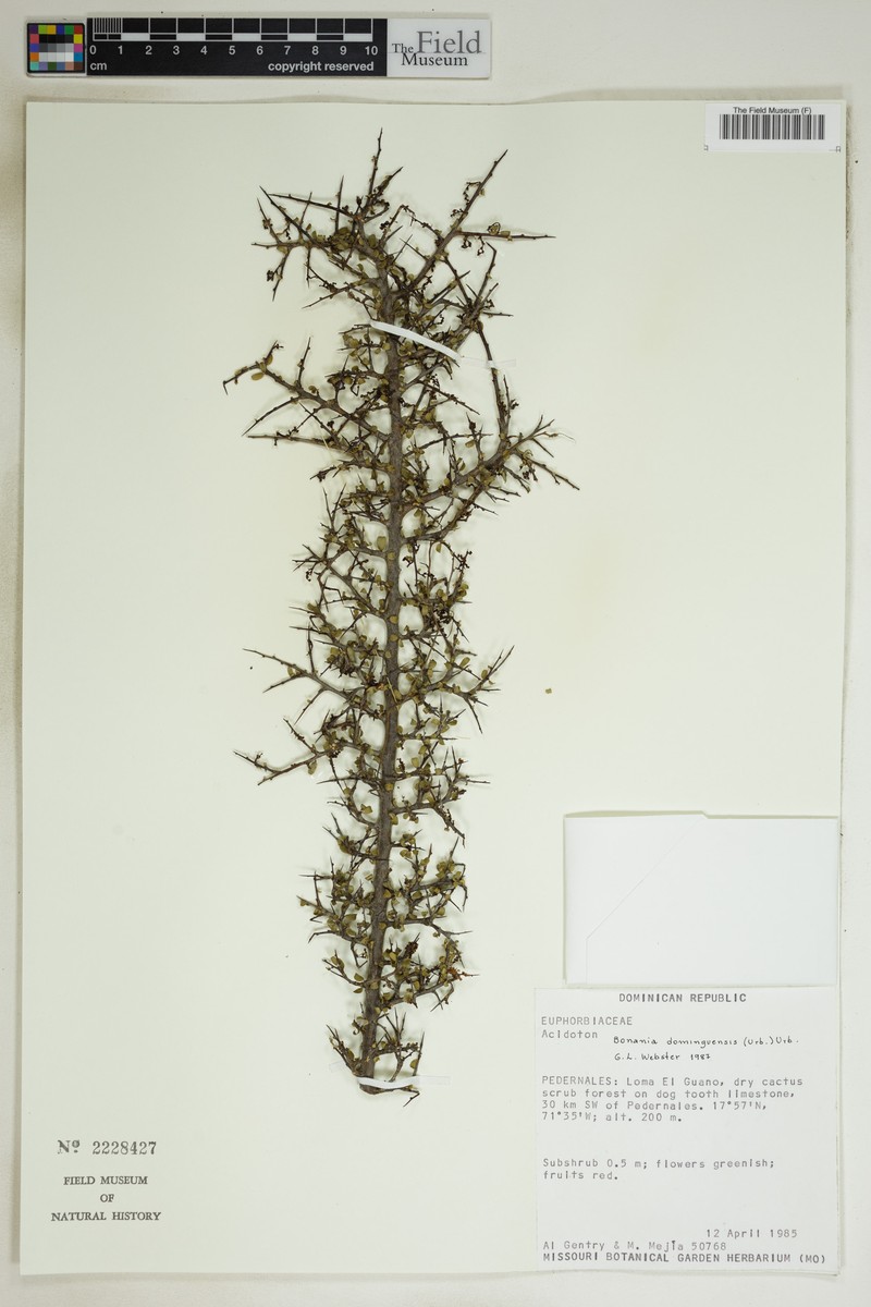 Bonania domingensis