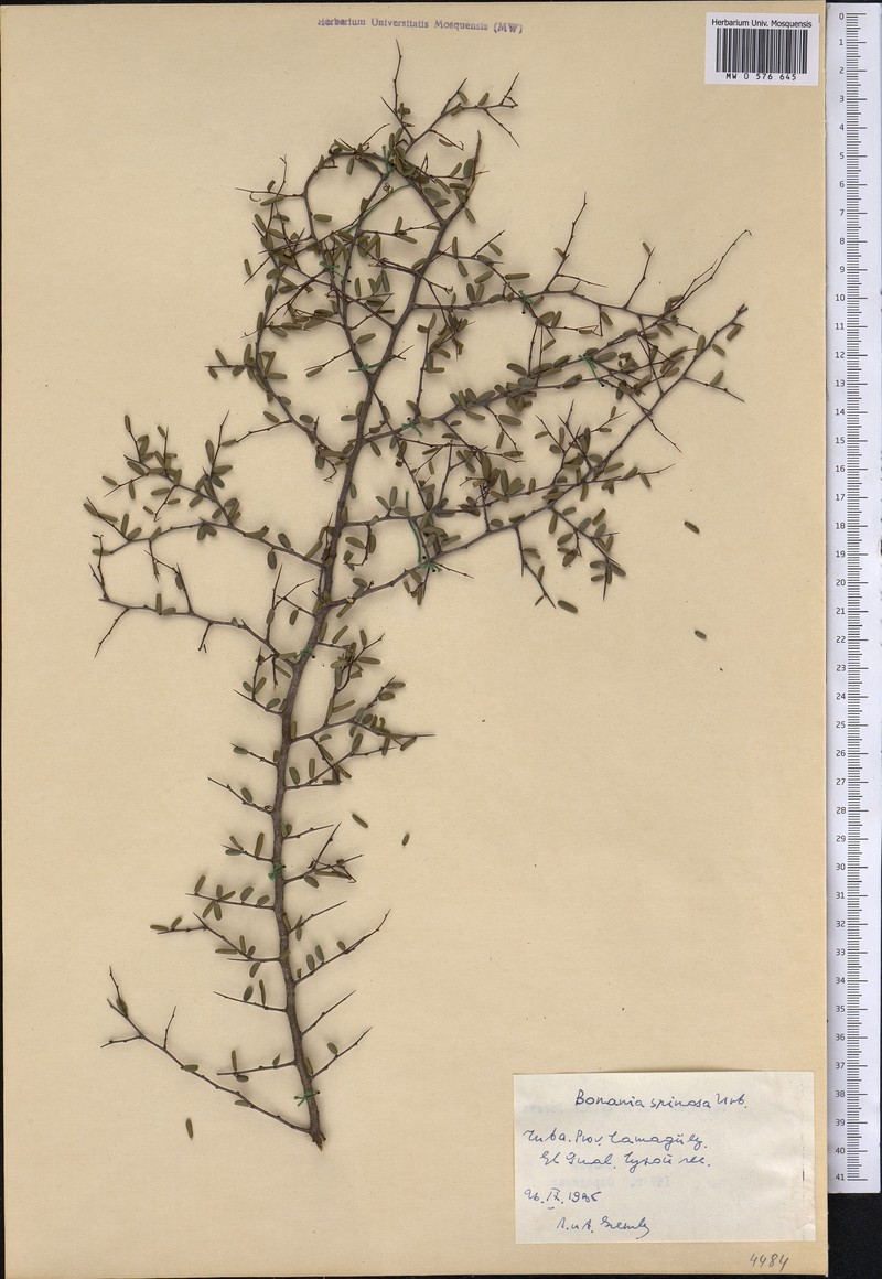 Bonania elliptica