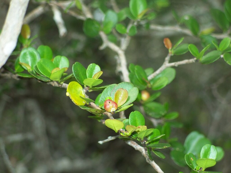 Bonania emarginata