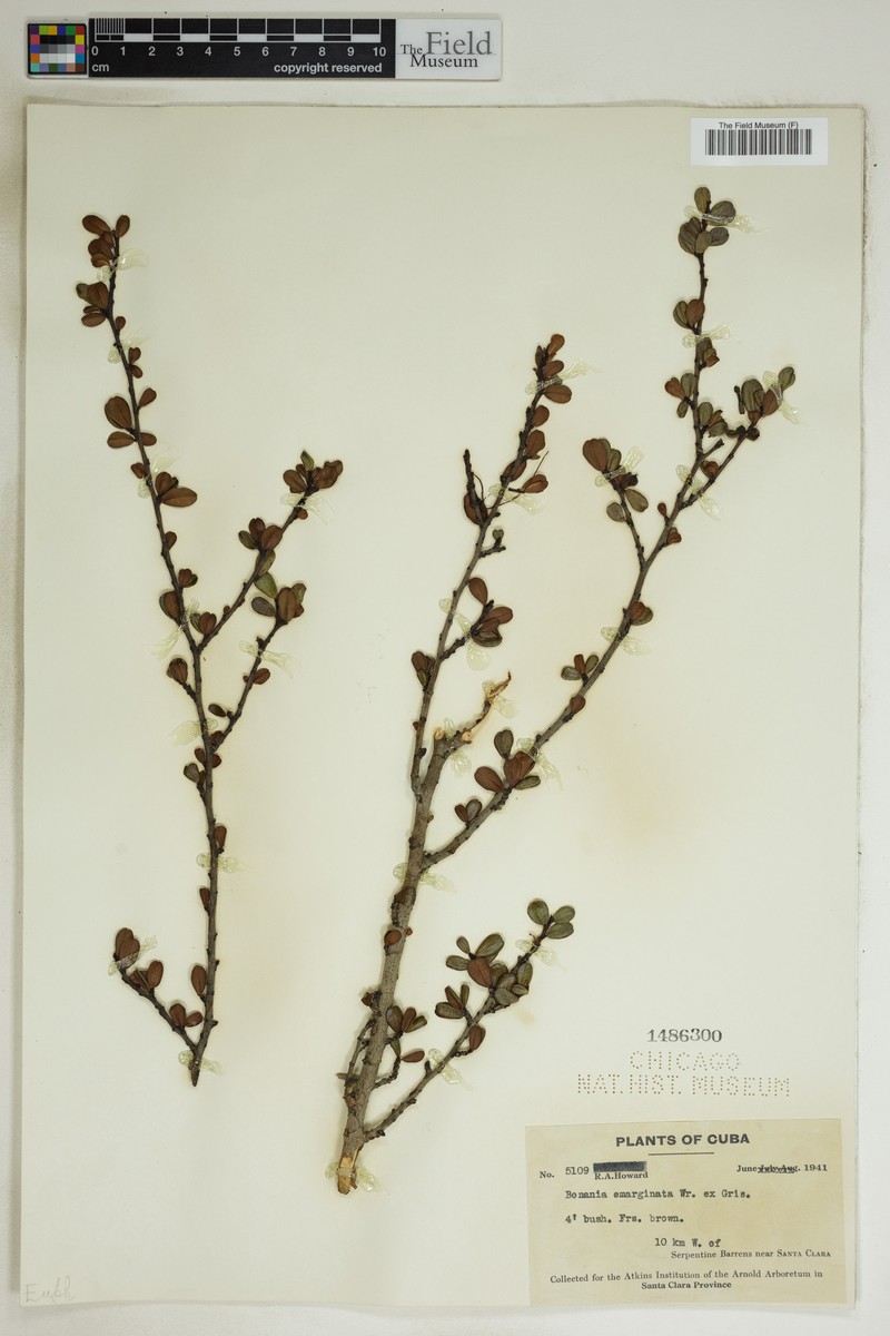 Bonania emarginata photo 2