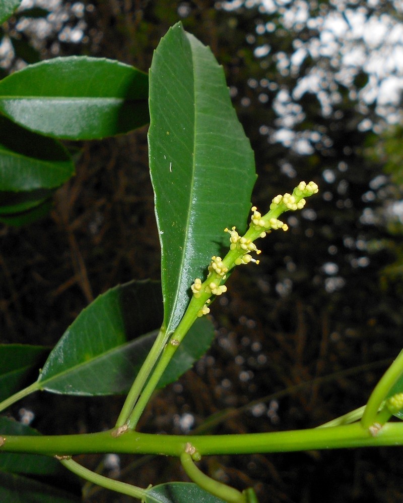 Bonania erythrosperma