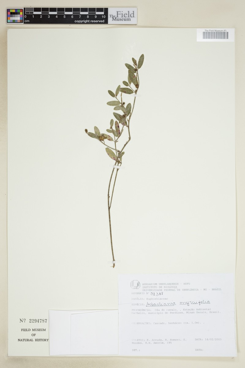 Bonania myricifolia