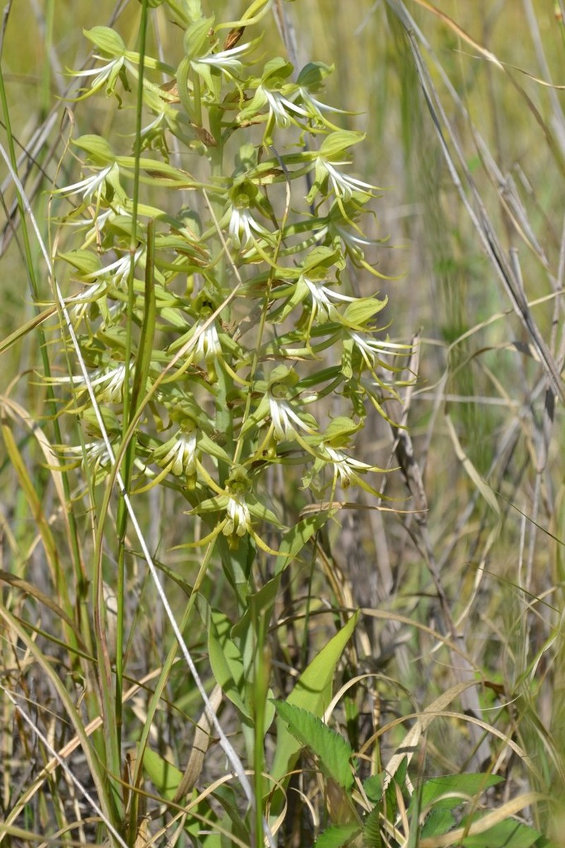 Bonatea antennifera