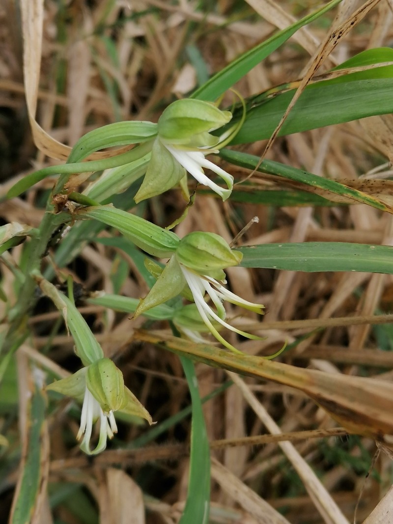 Bonatea antennifera photo 3