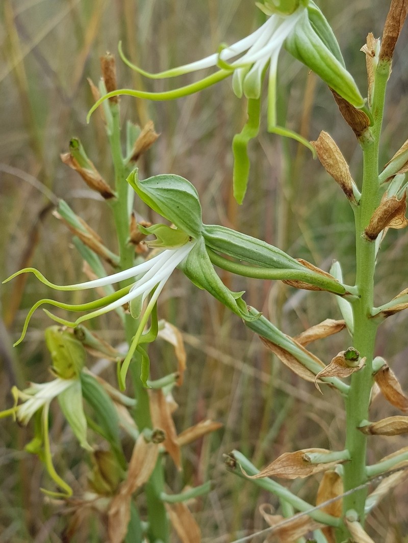 Bonatea antennifera photo 5