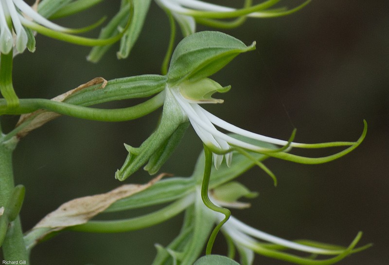 Bonatea antennifera photo 6