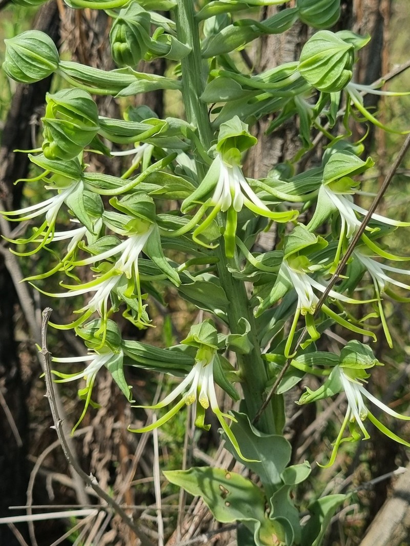 Bonatea antennifera photo 8