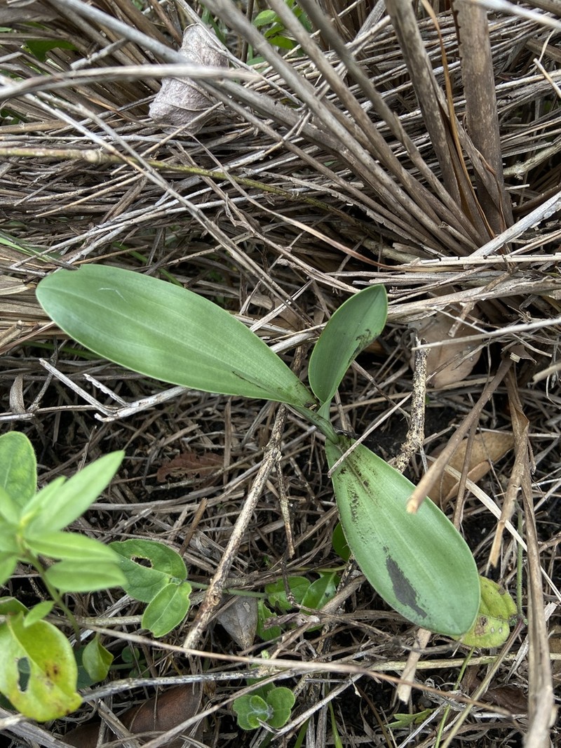 Bonatea boltonii