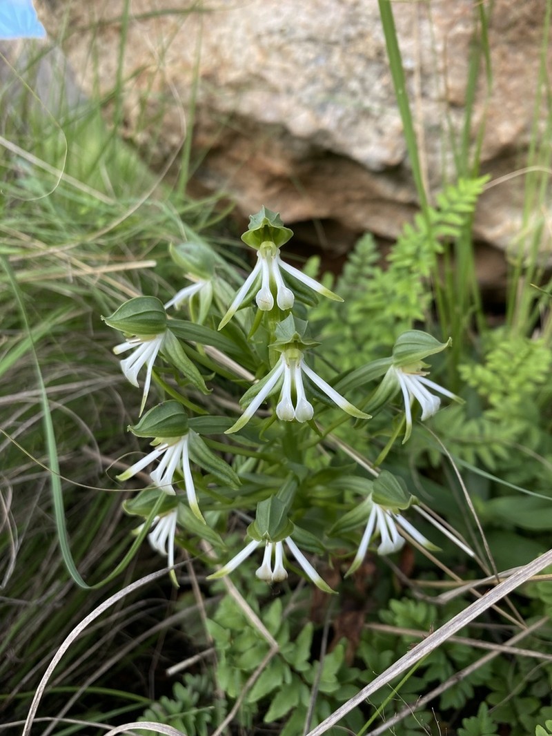 Bonatea boltonii photo 2
