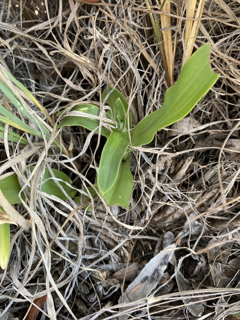 Bonatea boltonii photo 3