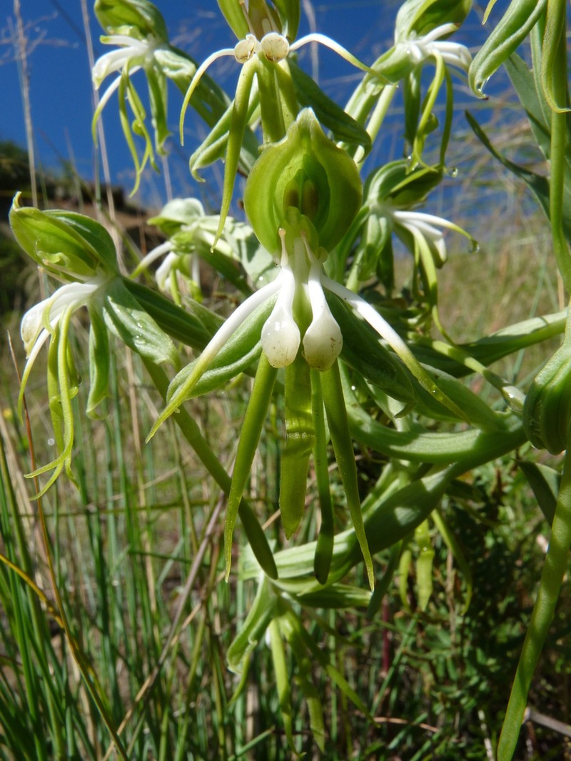 Bonatea boltonii photo 4