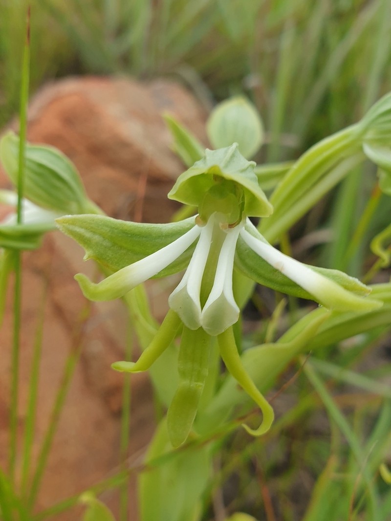 Bonatea boltonii photo 5