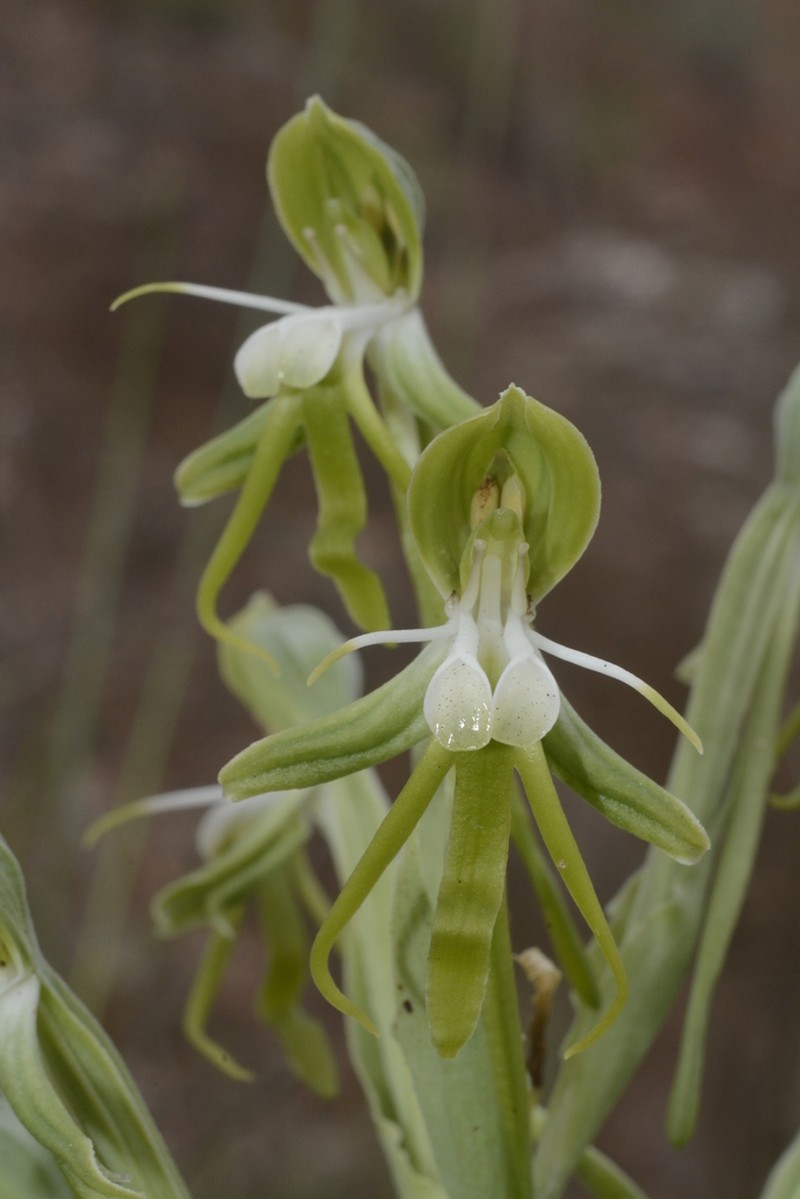 Bonatea boltonii photo 6