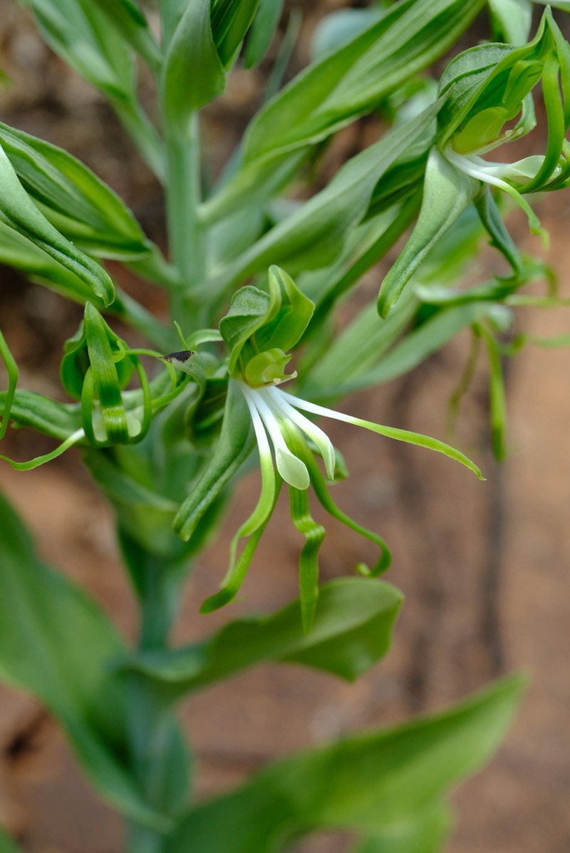 Bonatea boltonii photo 7