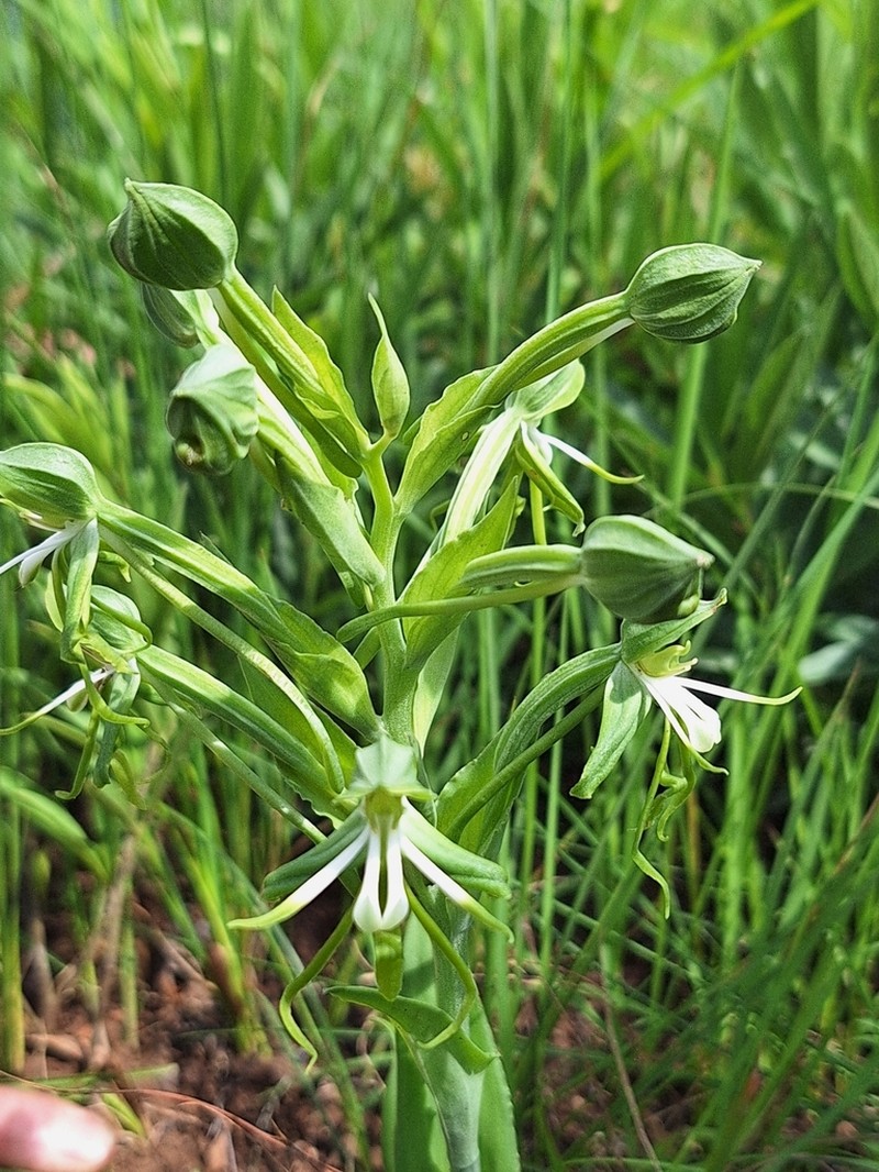 Bonatea boltonii photo 8