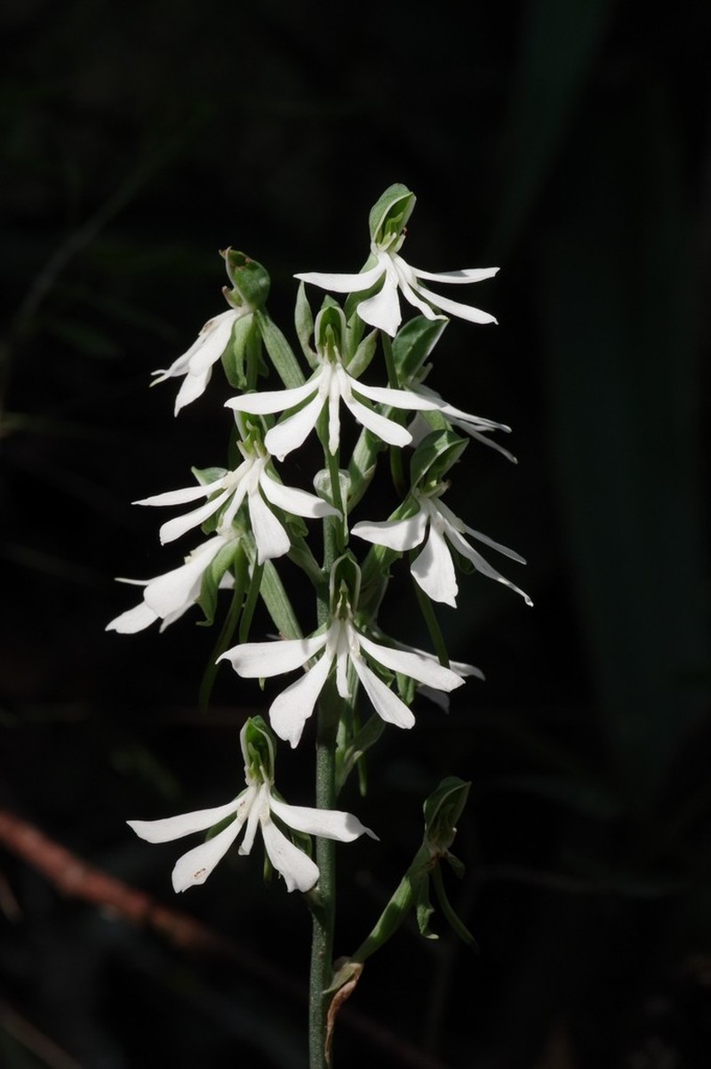 Bonatea cassidea