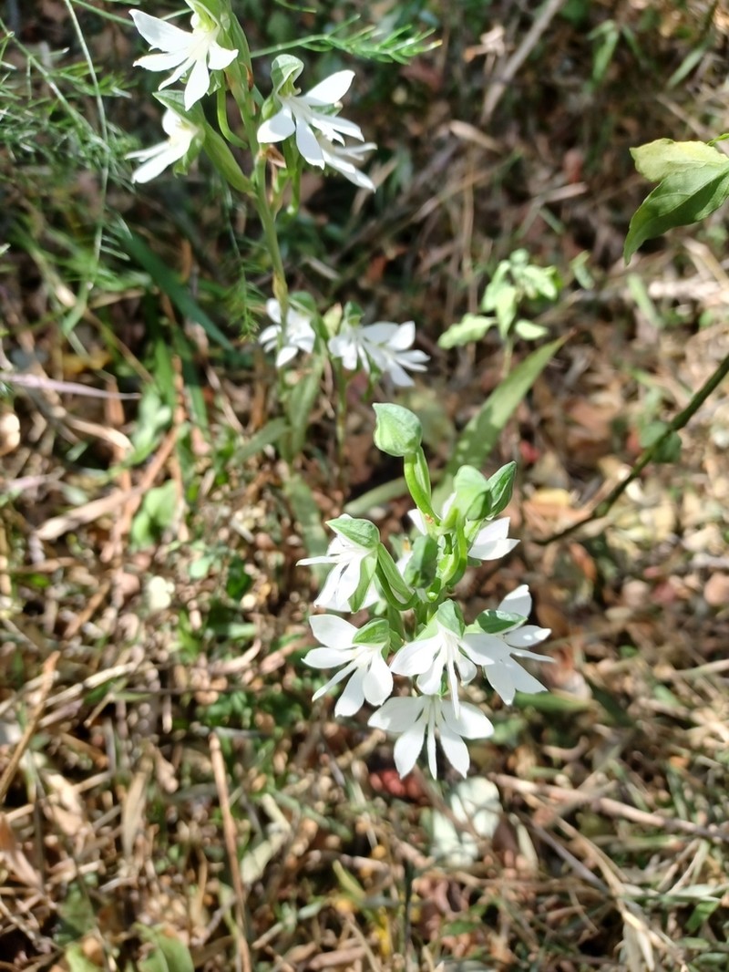 Bonatea cassidea photo 2