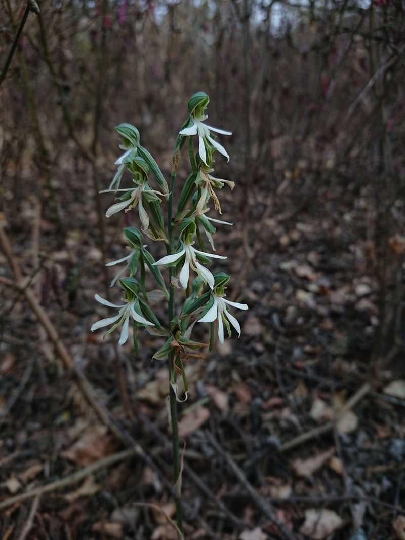 Bonatea cassidea photo 3