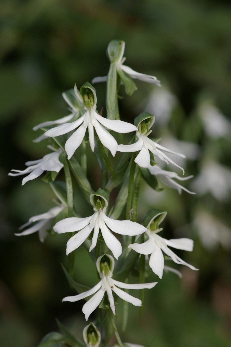 Bonatea cassidea photo 4