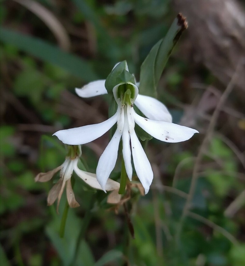 Bonatea cassidea photo 5