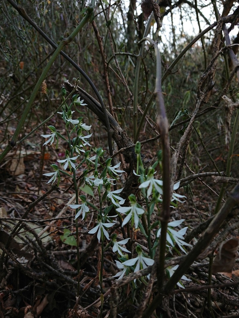 Bonatea cassidea photo 6