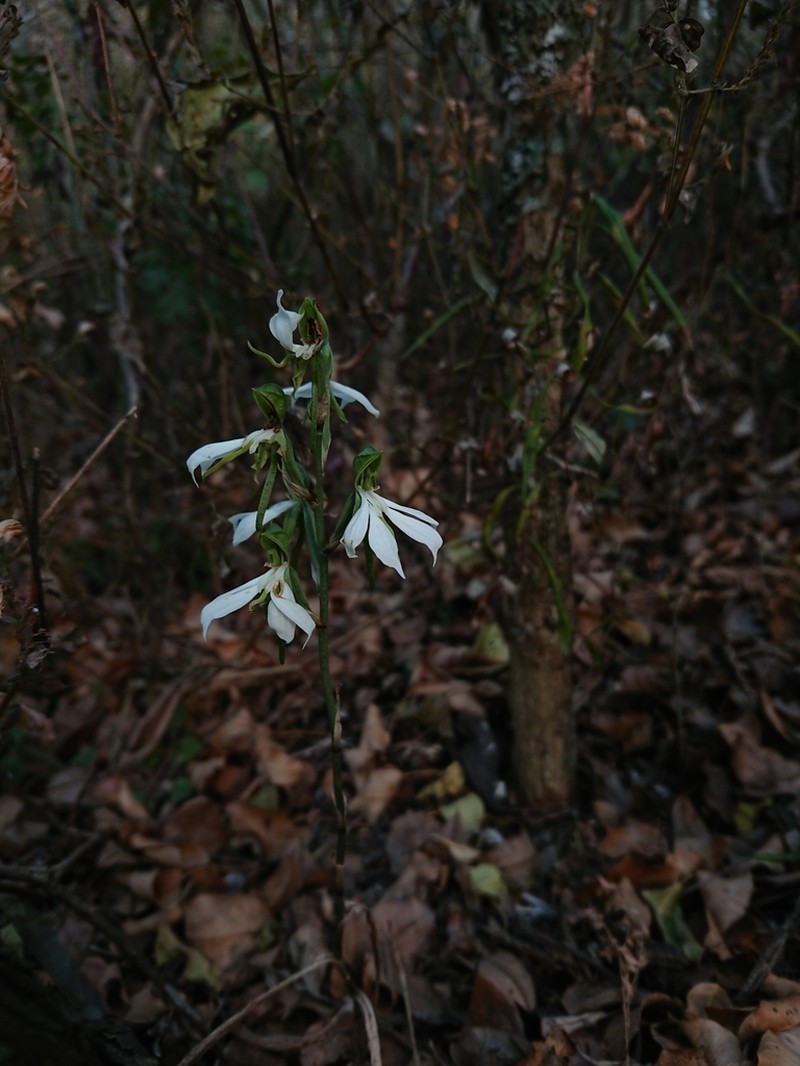 Bonatea cassidea photo 7