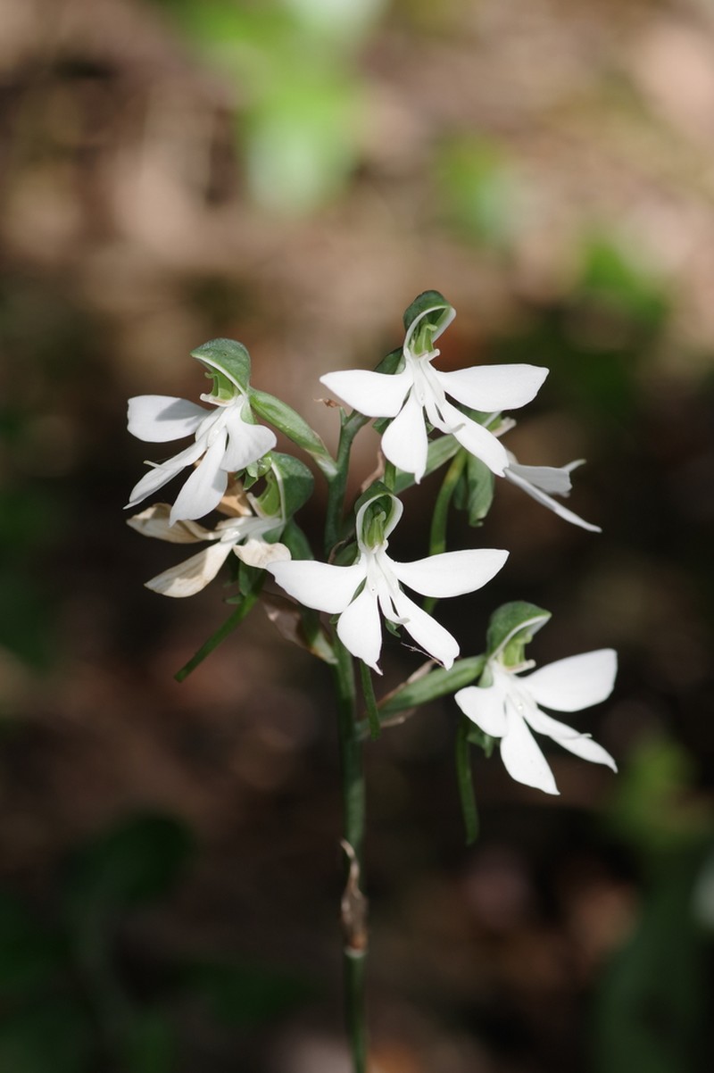 Bonatea cassidea photo 8
